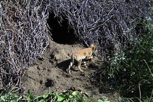 Coyote pups are cute, but they are wild animals and you shouldn’t feed them! Photo by: N. Quinn